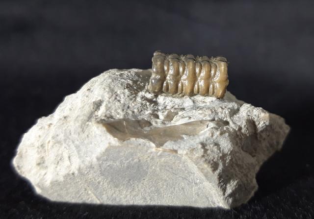 Balanocrinus subsulcatus (MNSTER in GOLDFUSS 1831) - Bild © FossNet FossilienStore